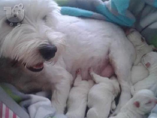 Westy υιγιεστατα κουταβια στις καλυτερες τιμες ΑΘΗΝΑ 6979314054...